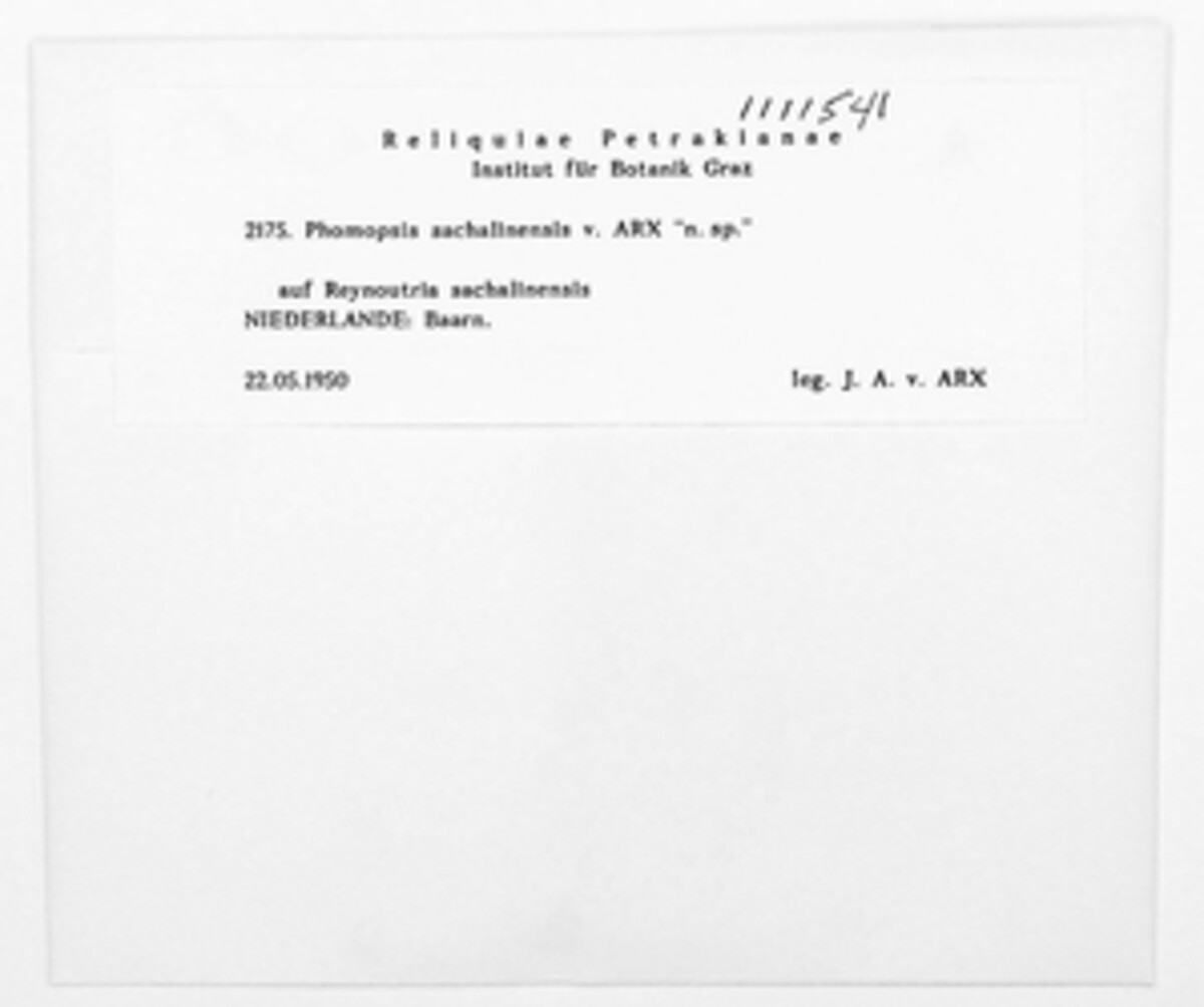 Phomopsis sachalinensis image